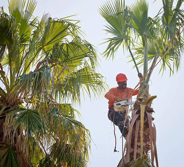 How Our Tree Care Process Works  in  Mooresville, IN